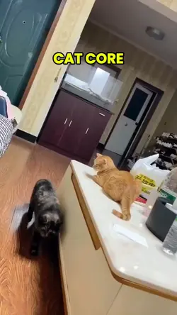 cat core
