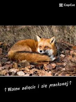 ᯓPrzekonaj sięᯓ