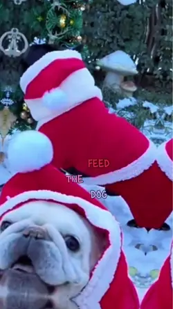 please feed the dog