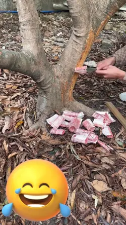 funny videos
