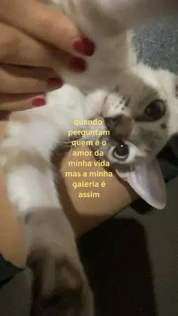 Minha galeria é..