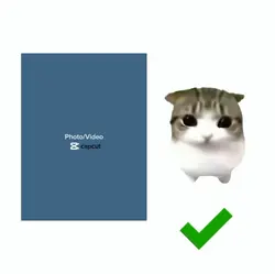 DAMDAM DIDIDI CAT