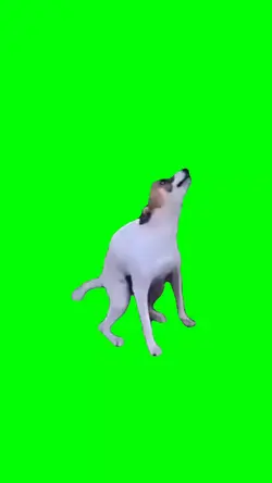 anjing joget 