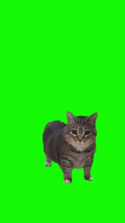 TREND KUCING ILHAM