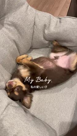 ペット歌詞動画My Baby My Tr