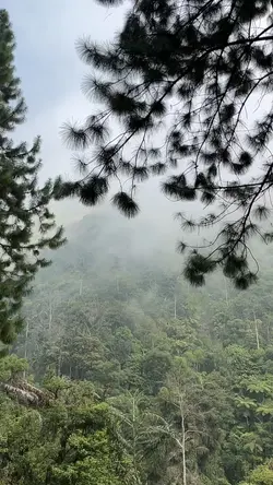 nature🌲