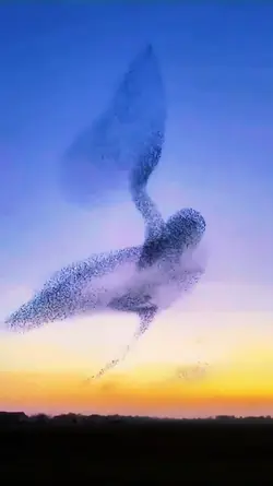 bird flying together