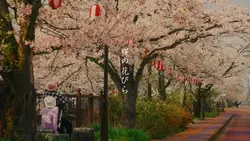 桜の花びら