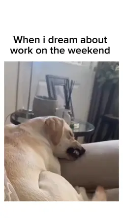 Funny meme video 