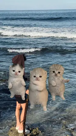 cat dance