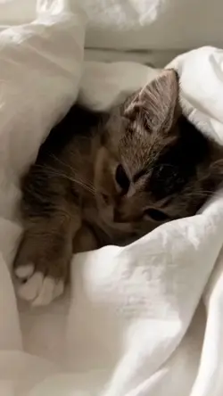 istek kedi fancam