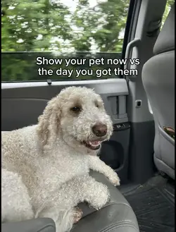 Doggg