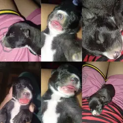 my dog