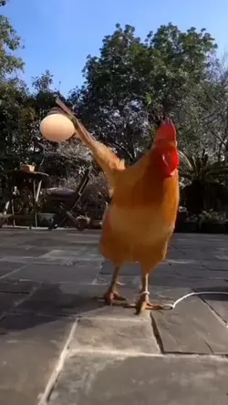 GALINHA - CHICKEN 