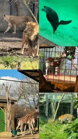 ZOO