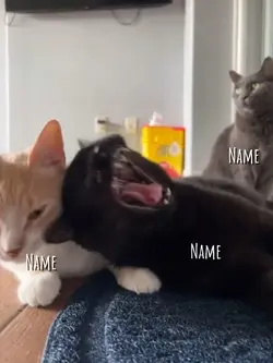 Meme Cat 