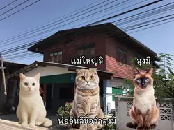 สาวเชอรี่ขายผัดหมี่