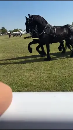 COUNTY SHOW HEHEH