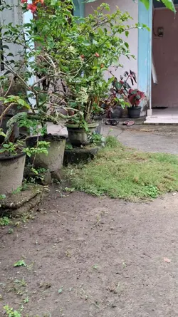 SOUND KUCING NGOMONG