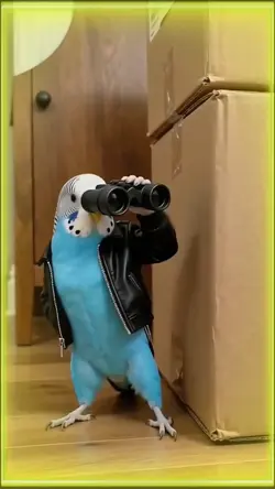 Watching Parakeet