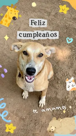 Cumpleaños mascota 