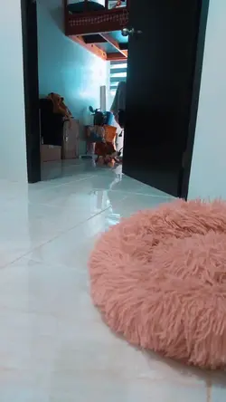 cute dog