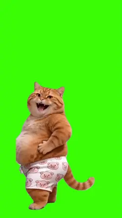 Cat/Gato
