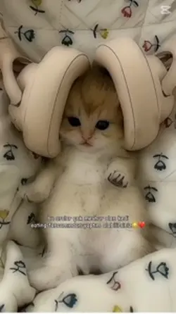 Kedi