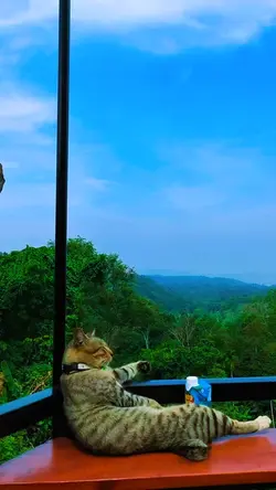 menunggumu peterpan
