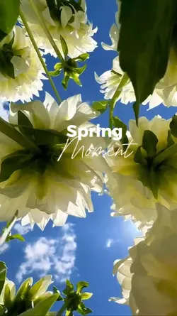 Spring Moment