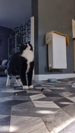 mikeykitten 