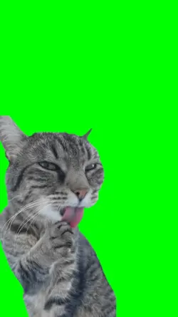 Cat Charming meme