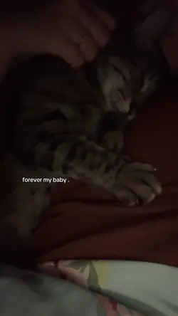 i love my cat guys