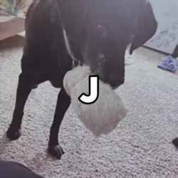 dog reveal