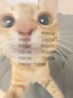 Meow