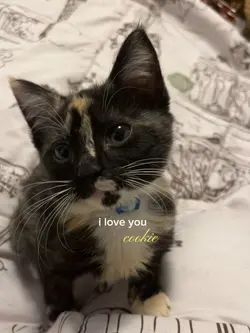 pet appreciation 