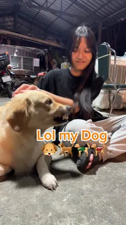 tap my dog
