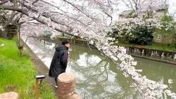 Cherry blossom