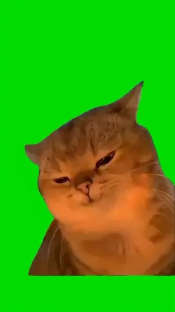 yapapa cat meme
