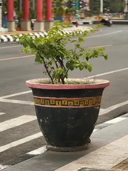 New trend