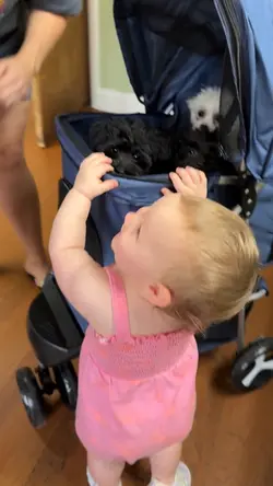 Puppies Vet appointm