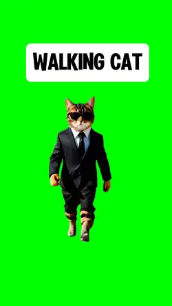 CAT WALKING