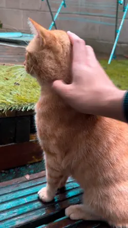 Cat lover 