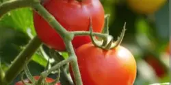 65 Days of a tomato