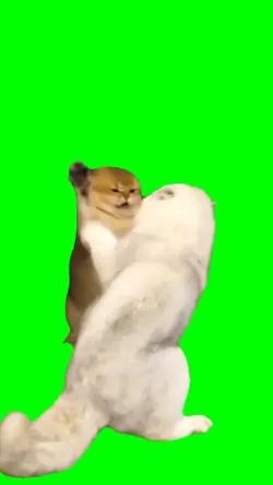 Cat fight Meme