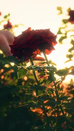 nature vibes❤️