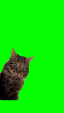 SHOCKING CAT 