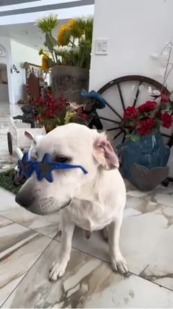 Coolest dog