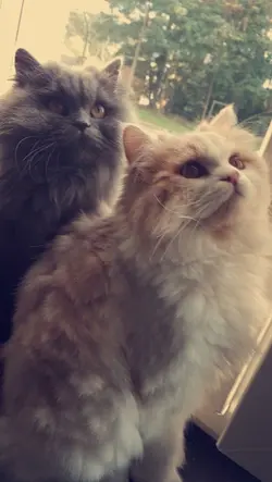 aesthetic