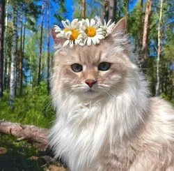 kedi resimleri 